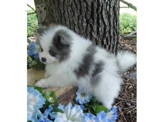 Ευφυής Pomeranian κουτάβια.